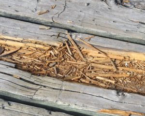 deck inspection. deck safety. inspect wood of deck. wood decking
