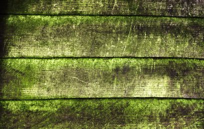 prevent mold. mold on deck. how to clean mold on deck