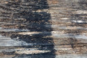 water damage, mold on deck, old deck, deck refinish